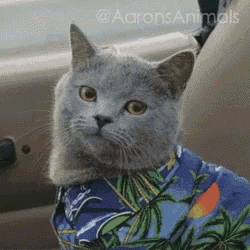 arx1592038523h.gif