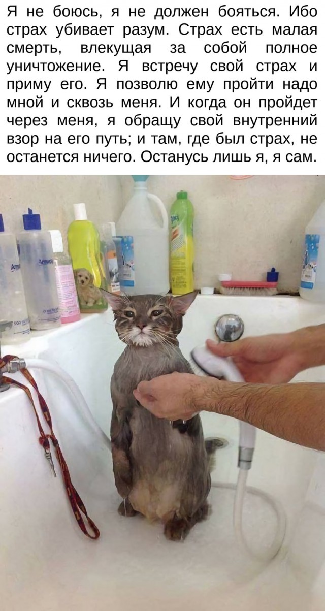 viu1583579249t.jpg